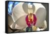 Orchid White-Charles Bowman-Framed Stretched Canvas