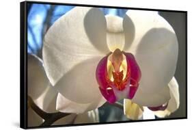 Orchid White-Charles Bowman-Framed Stretched Canvas