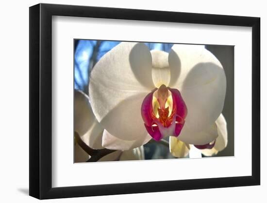 Orchid White-Charles Bowman-Framed Photographic Print