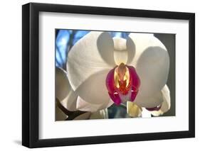 Orchid White-Charles Bowman-Framed Photographic Print