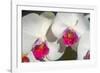 Orchid White-Charles Bowman-Framed Photographic Print