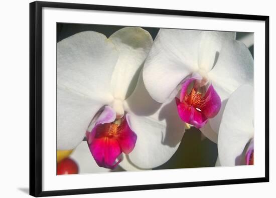 Orchid White-Charles Bowman-Framed Photographic Print