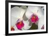 Orchid White-Charles Bowman-Framed Photographic Print