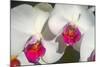 Orchid White-Charles Bowman-Mounted Photographic Print