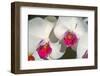 Orchid White-Charles Bowman-Framed Photographic Print