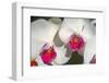 Orchid White-Charles Bowman-Framed Photographic Print