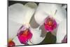Orchid White-Charles Bowman-Mounted Photographic Print