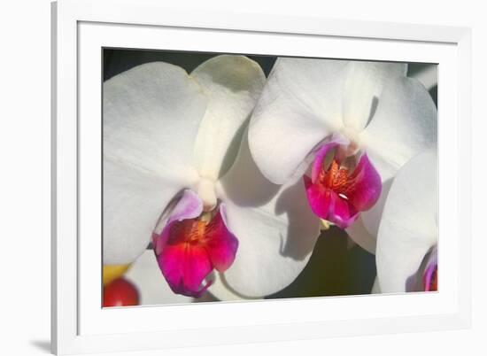 Orchid White-Charles Bowman-Framed Photographic Print