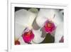 Orchid White-Charles Bowman-Framed Photographic Print