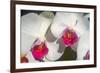 Orchid White-Charles Bowman-Framed Photographic Print