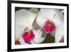 Orchid White-Charles Bowman-Framed Photographic Print