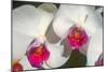 Orchid White-Charles Bowman-Mounted Photographic Print