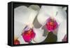 Orchid White-Charles Bowman-Framed Stretched Canvas