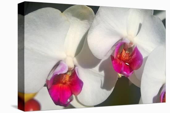 Orchid White-Charles Bowman-Stretched Canvas