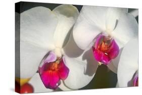 Orchid White-Charles Bowman-Stretched Canvas