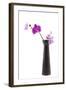 Orchid with Black Vase-Andrea Haase-Framed Photographic Print