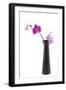 Orchid with Black Vase-Andrea Haase-Framed Photographic Print