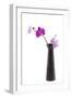 Orchid with Black Vase-Andrea Haase-Framed Photographic Print