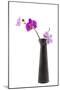 Orchid with Black Vase-Andrea Haase-Mounted Photographic Print