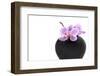 Orchid with Black Vase-Andrea Haase-Framed Photographic Print