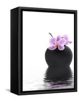 Orchid with Black Vase-Andrea Haase-Framed Stretched Canvas