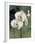 Orchid with Palm II-Andrea Trivelli-Framed Art Print