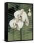 Orchid with Palm II-Andrea Trivelli-Framed Stretched Canvas