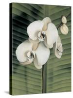 Orchid with Palm II-Andrea Trivelli-Stretched Canvas