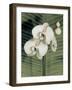 Orchid with Palm II-Andrea Trivelli-Framed Art Print