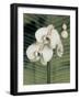 Orchid with Palm II-Andrea Trivelli-Framed Art Print