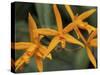 Orchid World, Barbados, Caribbean-Greg Johnston-Stretched Canvas