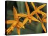 Orchid World, Barbados, Caribbean-Greg Johnston-Stretched Canvas