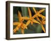 Orchid World, Barbados, Caribbean-Greg Johnston-Framed Premium Photographic Print