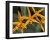 Orchid World, Barbados, Caribbean-Greg Johnston-Framed Premium Photographic Print