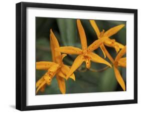 Orchid World, Barbados, Caribbean-Greg Johnston-Framed Premium Photographic Print