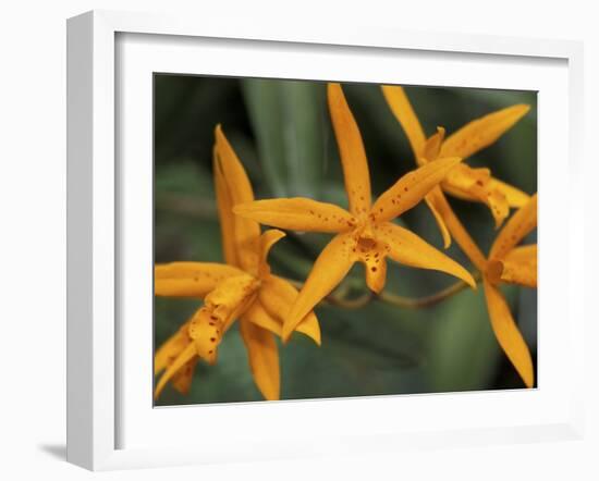 Orchid World, Barbados, Caribbean-Greg Johnston-Framed Premium Photographic Print