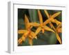 Orchid World, Barbados, Caribbean-Greg Johnston-Framed Premium Photographic Print