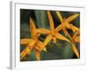 Orchid World, Barbados, Caribbean-Greg Johnston-Framed Photographic Print