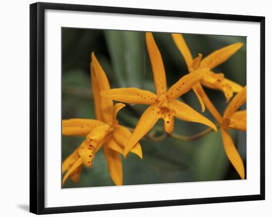 Orchid World, Barbados, Caribbean-Greg Johnston-Framed Photographic Print