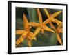 Orchid World, Barbados, Caribbean-Greg Johnston-Framed Photographic Print