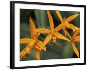 Orchid World, Barbados, Caribbean-Greg Johnston-Framed Photographic Print