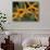 Orchid World, Barbados, Caribbean-Greg Johnston-Photographic Print displayed on a wall