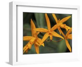 Orchid World, Barbados, Caribbean-Greg Johnston-Framed Photographic Print