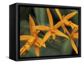 Orchid World, Barbados, Caribbean-Greg Johnston-Framed Stretched Canvas