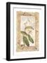 Orchid-George Caso-Framed Art Print