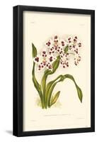 Orchid-null-Framed Poster