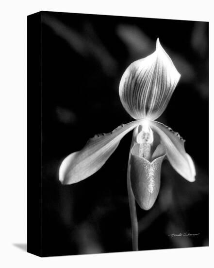 Orchid-Harold Silverman-Stretched Canvas