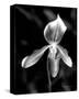 Orchid-Harold Silverman-Stretched Canvas