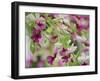 Orchid-Adam Jones-Framed Photographic Print