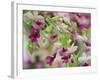 Orchid-Adam Jones-Framed Photographic Print